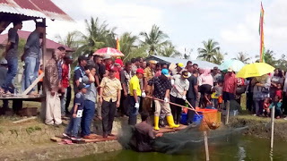 Bupati Suyatno  Panen Ikan Patin di Kelurahan Bagan Barat